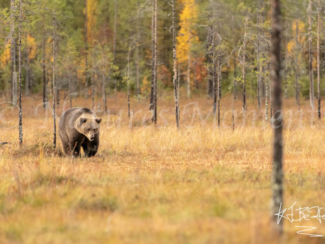 Eurasian Brown Bear - In The Woods