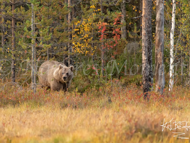 Eurasian Brown Bear - Autumn Appearance