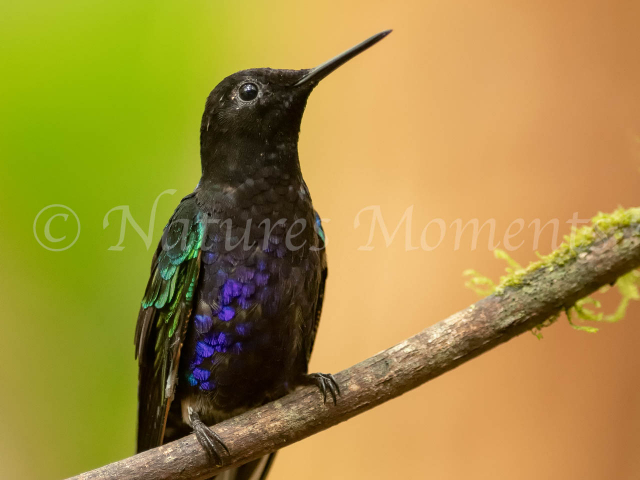 Sparking Violetear Hummingbird - On a Perch