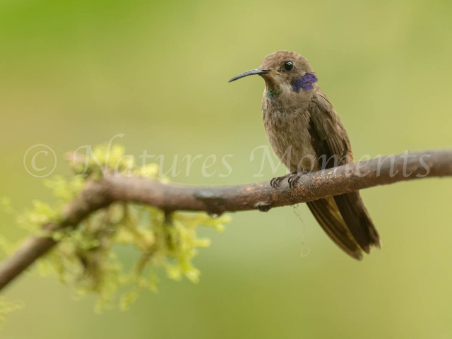 Brown Violetear Hummingbird - On a Perch