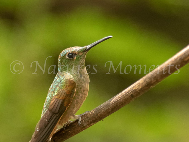 Long-billed Starthroat Hummingbird - On a Perch