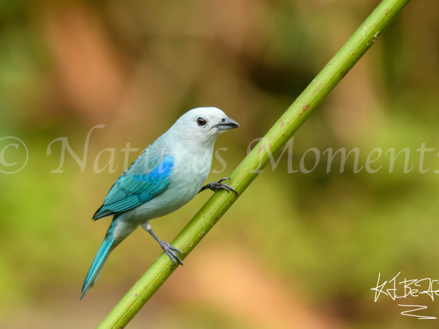 Blue-grey Tanager - Male