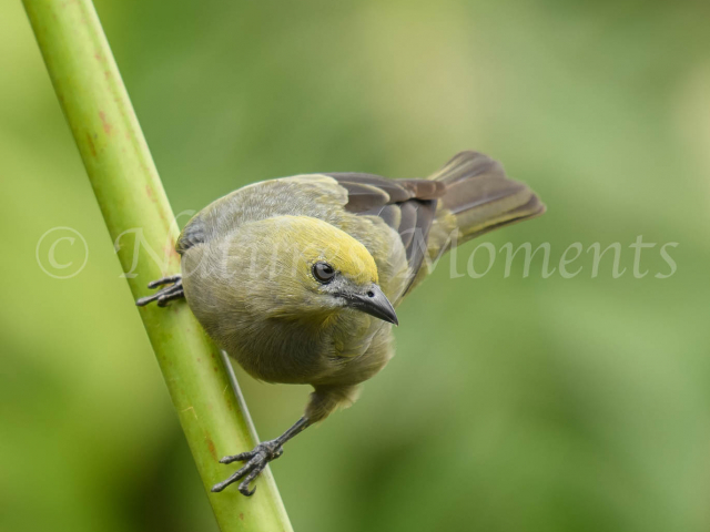 Palm Tanager - On a Reed