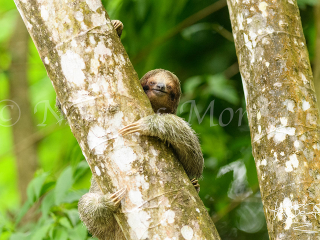 Brown-throated Sloth - Hey Dude