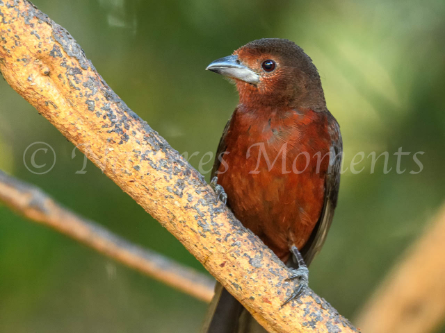 Silver-beaked Tanager