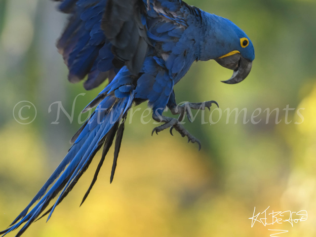 Hyacinth Macaw - Swoop