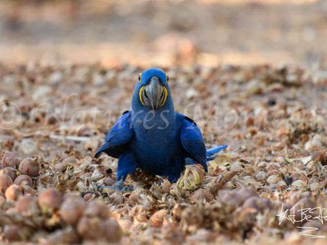 Hyacinth Macaw - Feeding Time