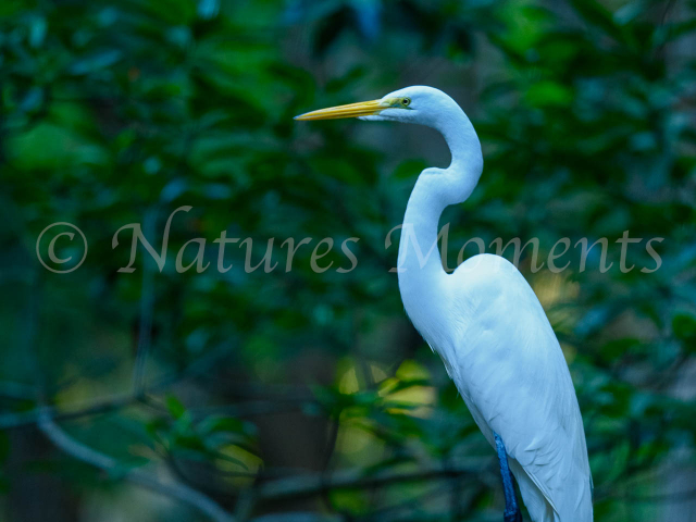 Great Egret - Celestun