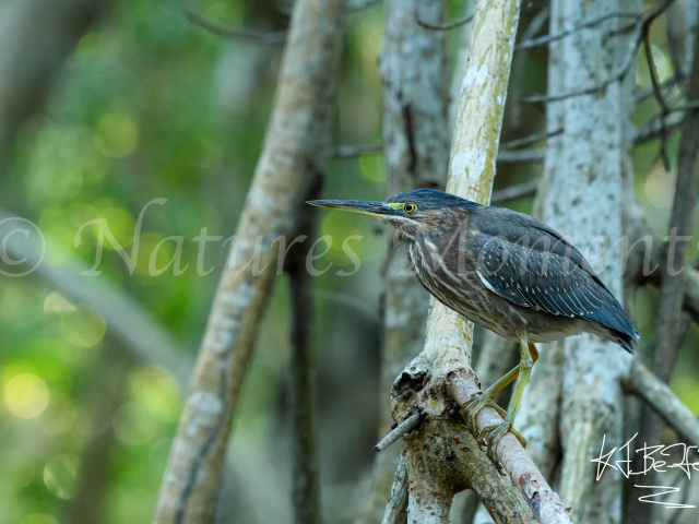 Green Heron - Marshland Perch