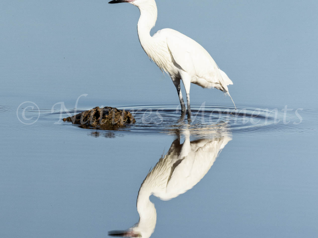 Reddish Egret - Reflection