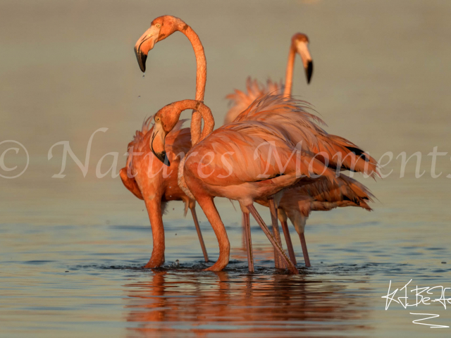 Greater Flamingo - Blaze of Colour