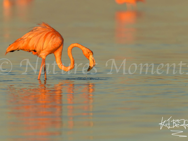 Greater Flamingo - Busy Fishing