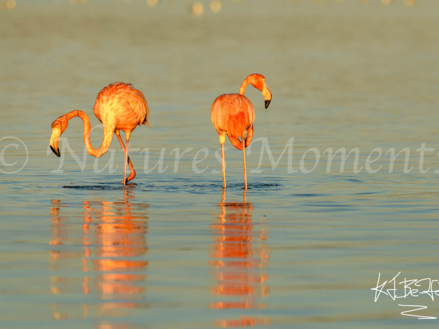 Greater Flamingo - Duet of Pink
