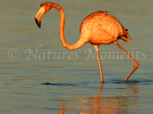 Greater Flamingo - Brilliance