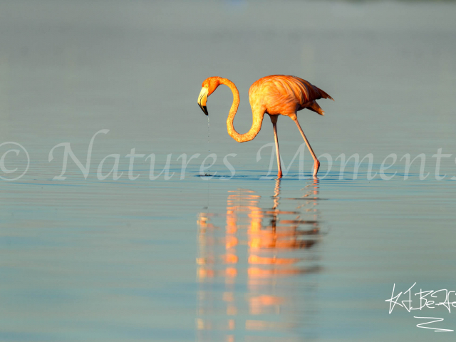 Greater Flamingo - Solitary Walk