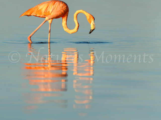 Greater Flamingo - Blue Reflection