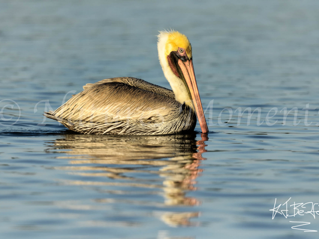 Brown Pelican at Rio Lagartos