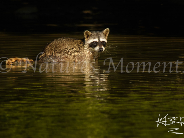 Common Raccoon - Marshland Reflection