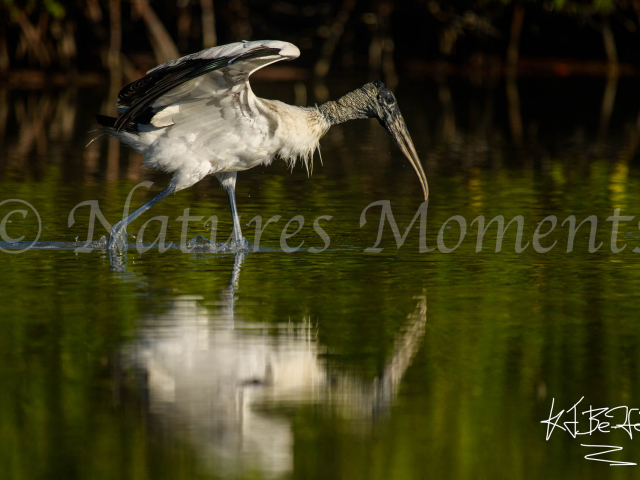 Wood Stork - Take Off