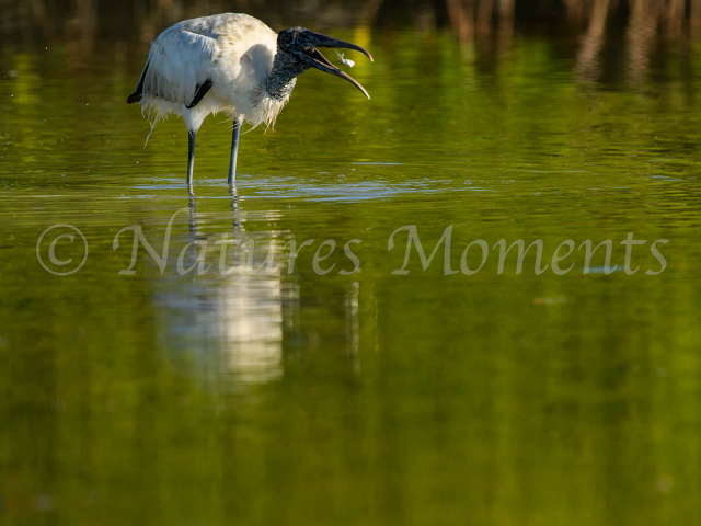 Wood Stork - Tossing a Morsel