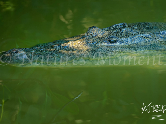 Crocodile - Lurking in the Green Lagoon