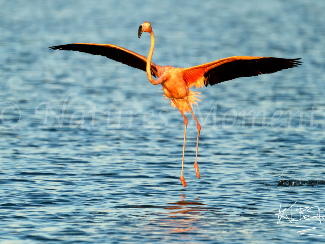 Greater Flamingo - Take Off
