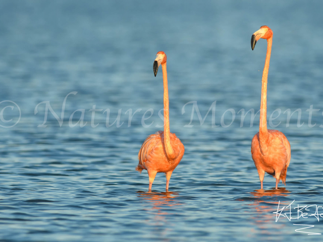Greater Flamingo - Twos Company