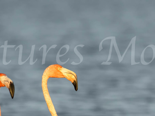 Greater Flamingo - Heads Up
