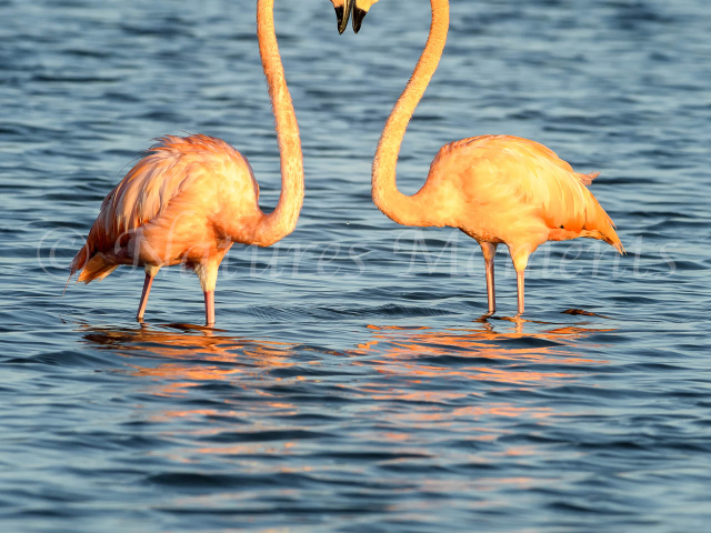 Greater Flamingo - Head to Head
