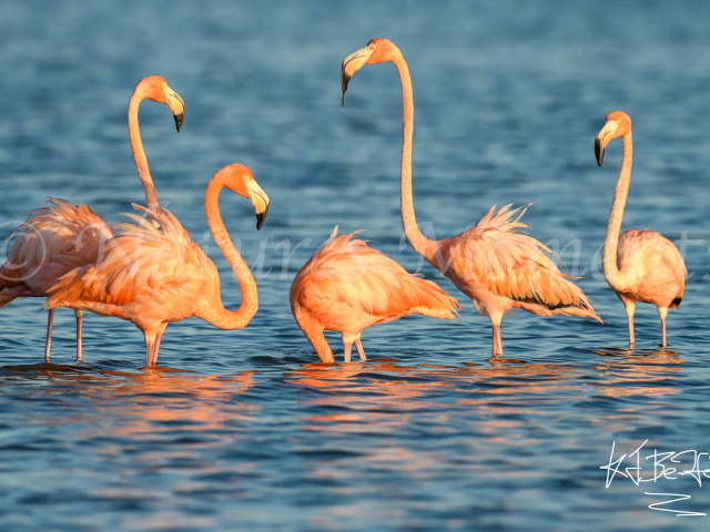 Greater Flamingo - Pay Attention Number 3