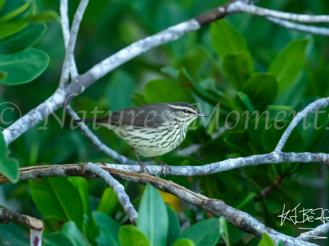 Northern Waterthrush - Mangrove Perch