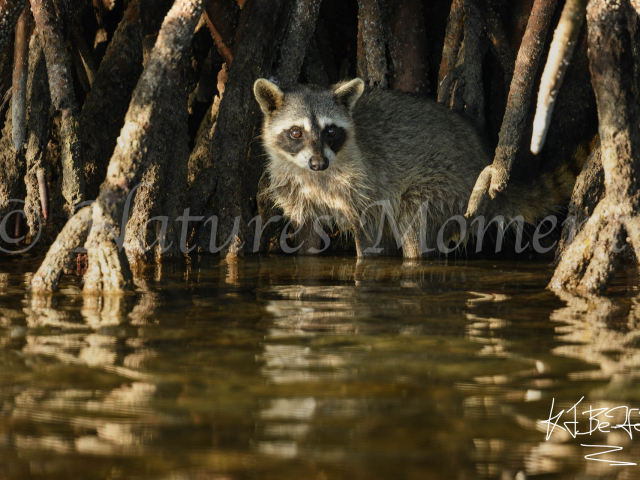 Common Racoon - Amongst the Mangroves