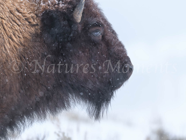 Bison - Head Profile