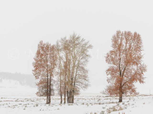 Copper Aspen - Lamar Valley