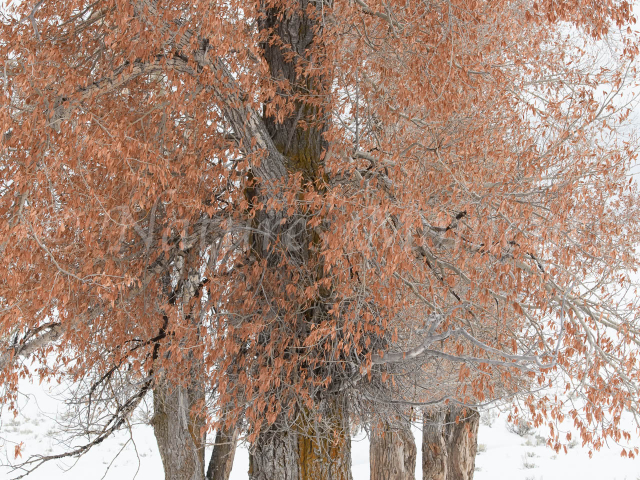 Yellowstone - Copper Aspen (Vertical)