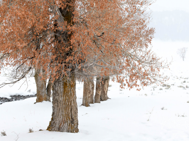 Yellowstone - Copper Aspen
