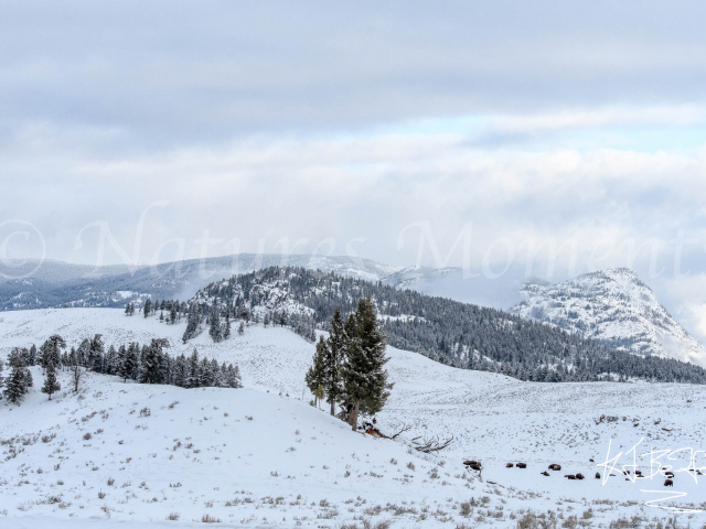 Lamar Valley - Snowy Mountains