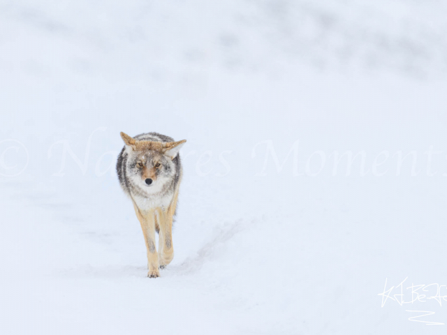 Coyote - Concentration