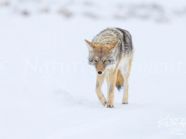 Coyote - Determination