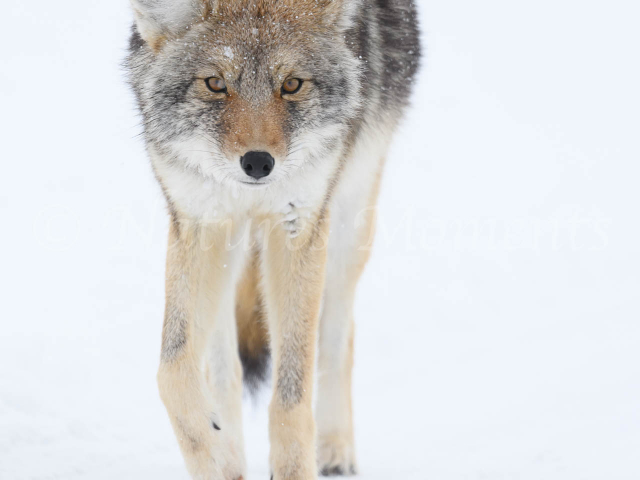 Coyote - Watching