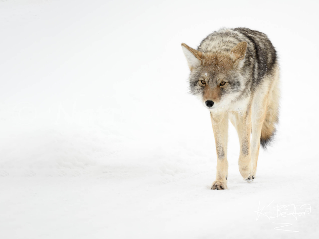 Coyote - Walking the Road