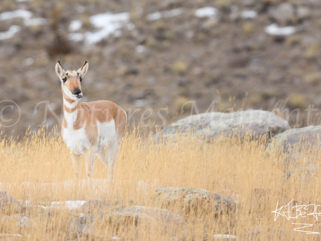 Pronghorn - Lone Feeder