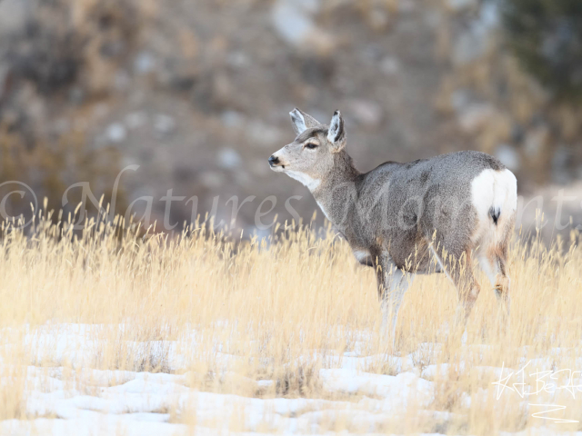 Mule Deer - In the Golden Grass