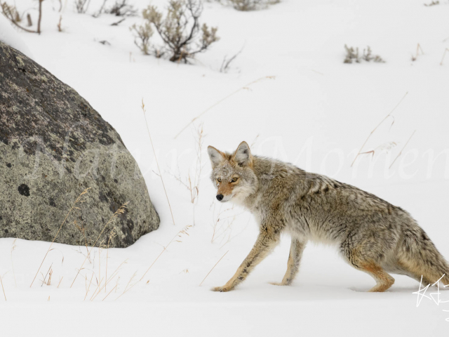 Coyote - Sinking in the Snow