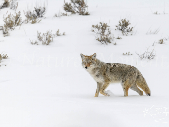 Coyote - Walk on the Snow