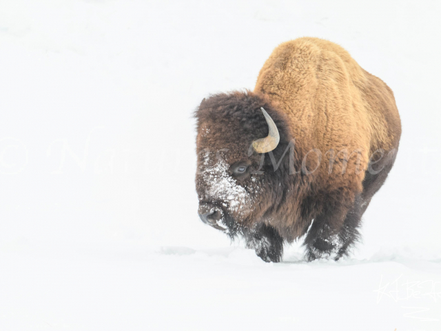 Bison - Fur Ball