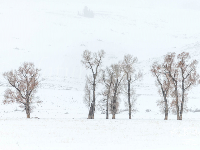 Lamar Valley - Aspens in Snow
