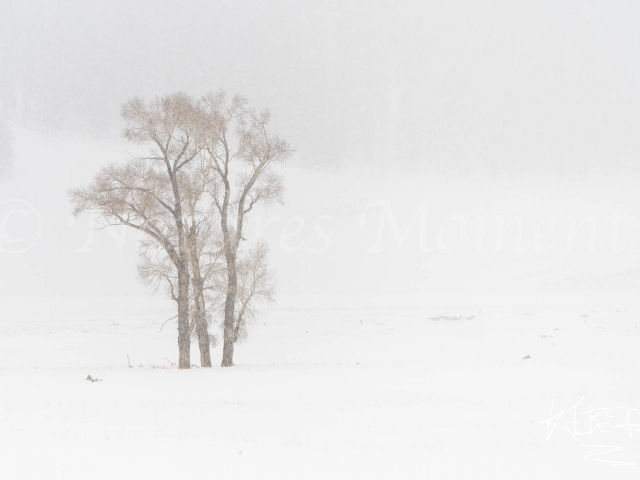 Bronzed Aspens in Snow
