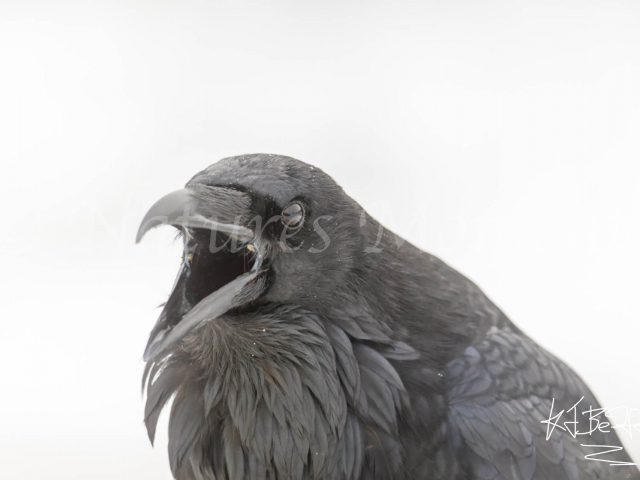 Raven - Caw