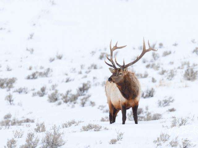 Elk - Lamar Valley